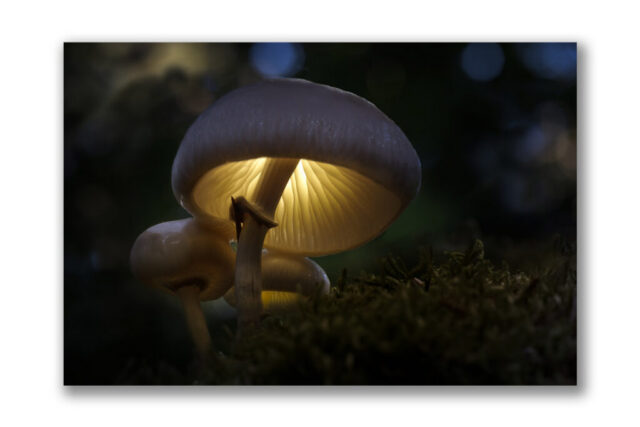 Champignon, lumineux, nature, photo,