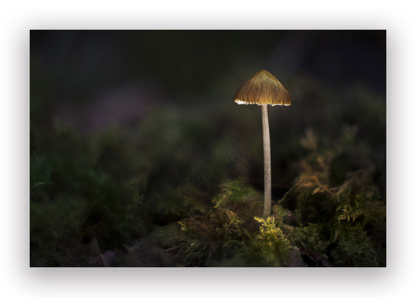 Champignon sur mousse presque de nuit avec une lumière qui lui donne  l'apparence d'un lampadaire qui éclaire le sol végétal.