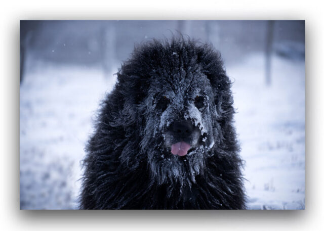 monstre, créature, terrifiant, inquiétant, sauvage, mystère, légende, mythe, nuit, frisson, regard, prédateur, ombre, sombre, hurlement, instinct, glacial, enneigé, sauvageon, bête, Bête du Gévaudan, Cerbère, Fenrir, Loup-garou